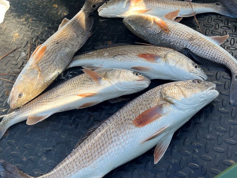 red drum fishing virginia