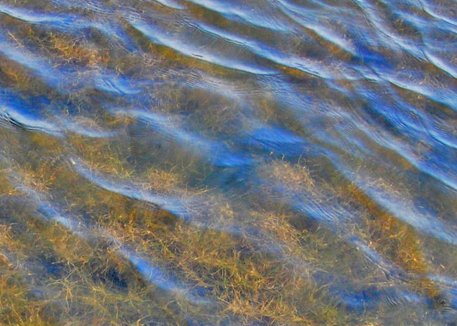underwater weeds